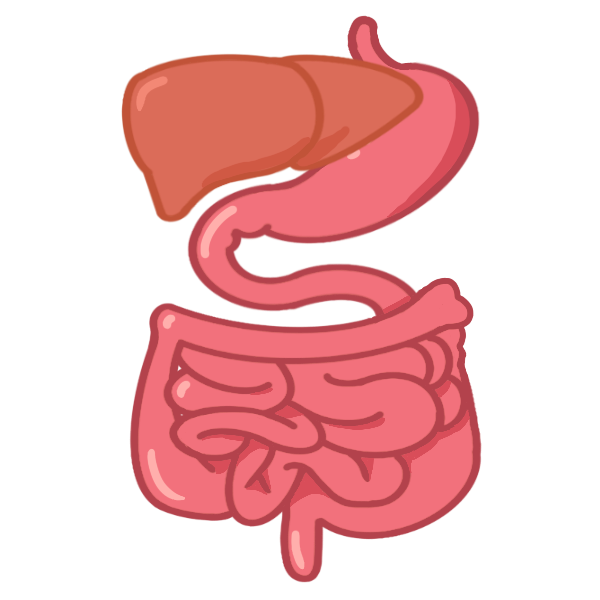 Digestive System - Digestive
