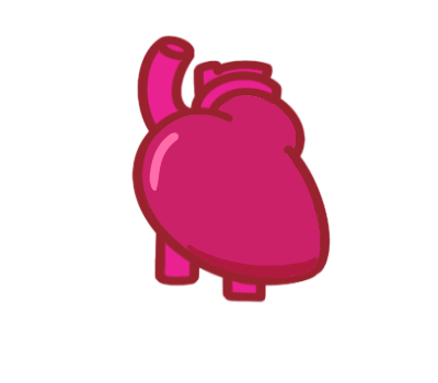 Heart - Cardiovascular