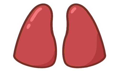 Lungs - Respiratory